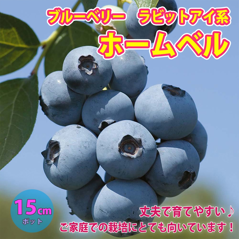 ホームベル」人気のラビットアイ系ブルーベリー苗木15cmポット(挿し木