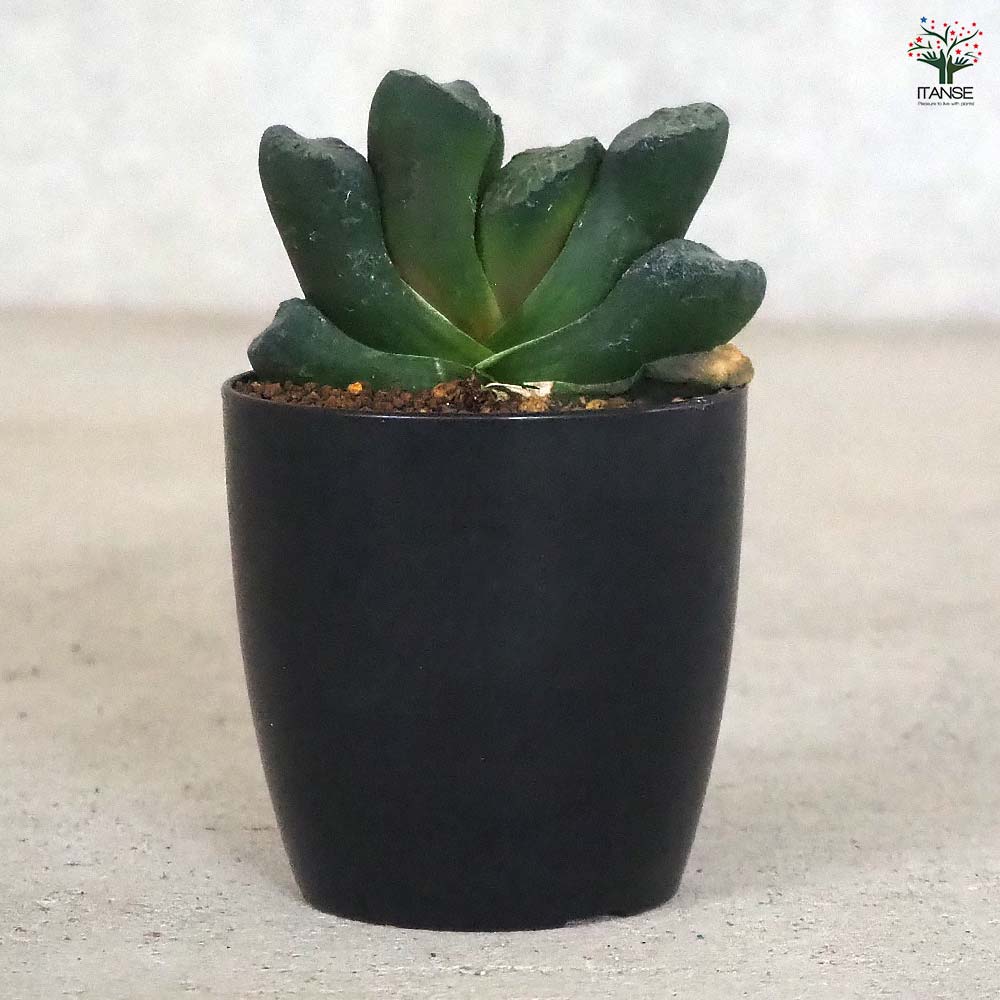 珍品】多肉植物 硫黄団扇 赤い妖 珍品】多肉植物 硫黄団扇 赤い妖