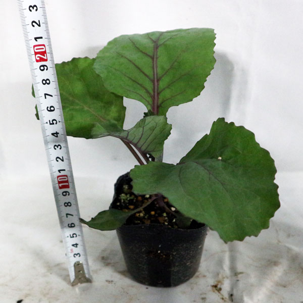 「紫サラダキャベツ”キャンディーレッドの苗”お買い得3個セット」【野菜苗9cmポット お買い得3個セット】