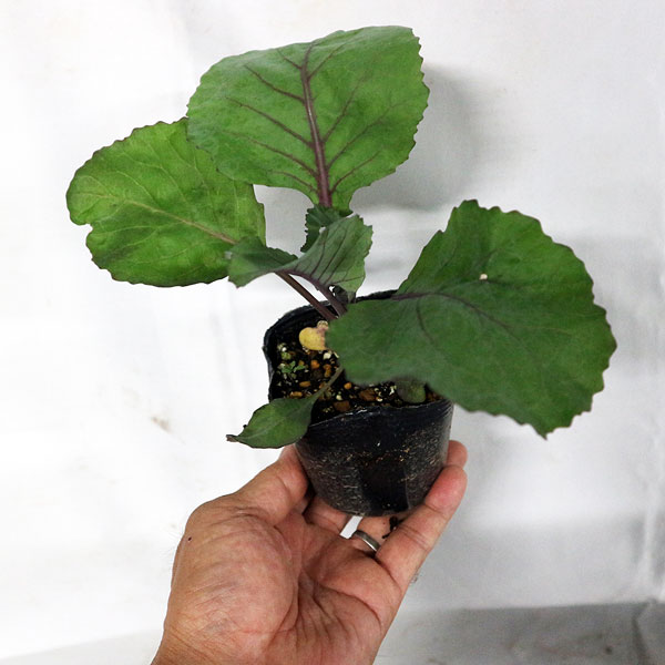 「紫サラダキャベツ”キャンディーレッドの苗”お買い得3個セット」【野菜苗9cmポット お買い得3個セット】