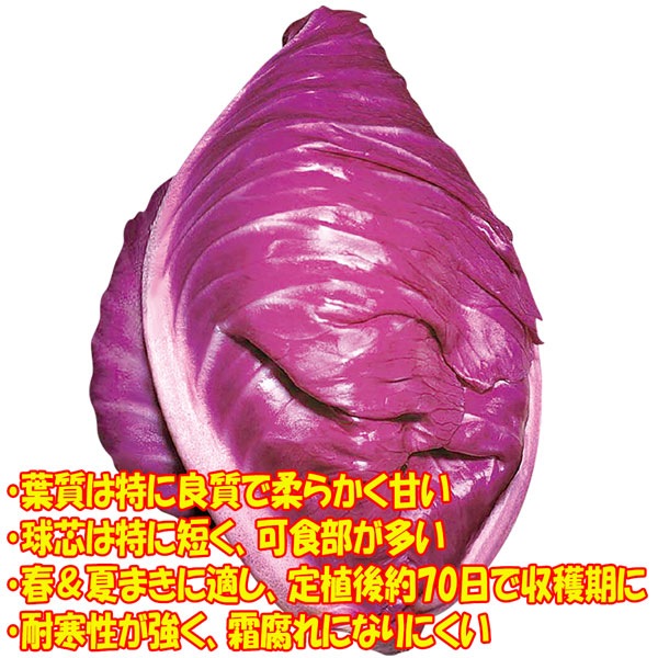 「紫サラダキャベツ”キャンディーレッドの苗”お買い得3個セット」【野菜苗9cmポット お買い得3個セット】