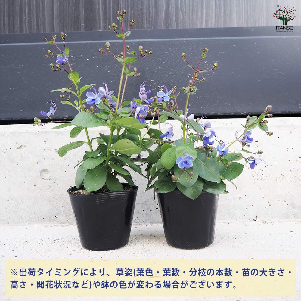 クレロデンドルム ブルーウィング 2個～【花木苗 3.5号ポット