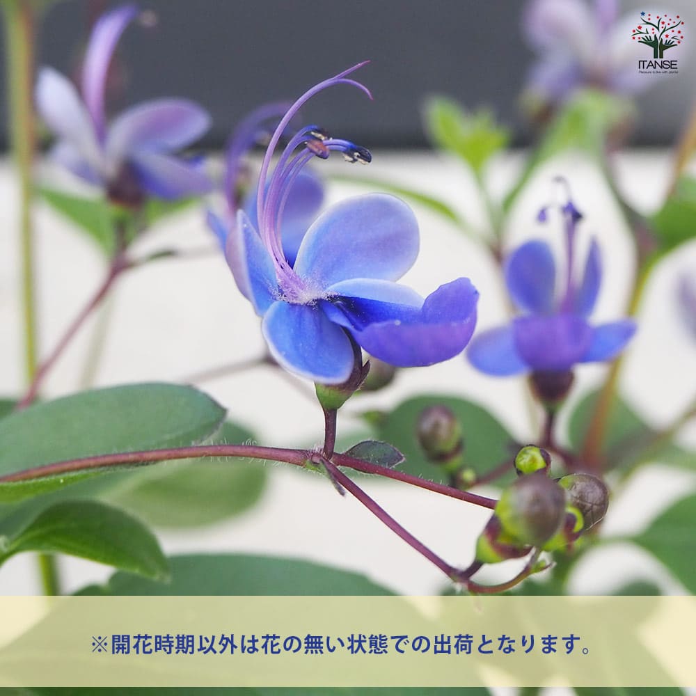 クレロデンドルム ブルーウィング 2個～【花木苗 3.5号ポット