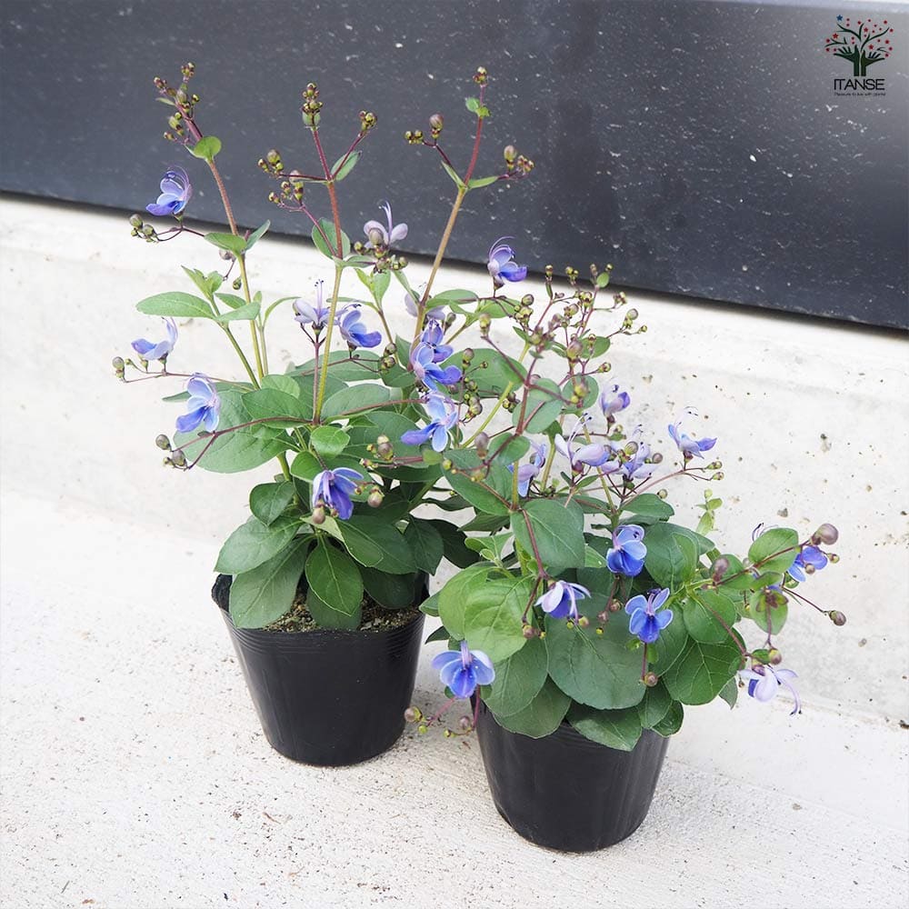 クレロデンドルム ブルーウィング 2個～【花木苗 3.5号ポット