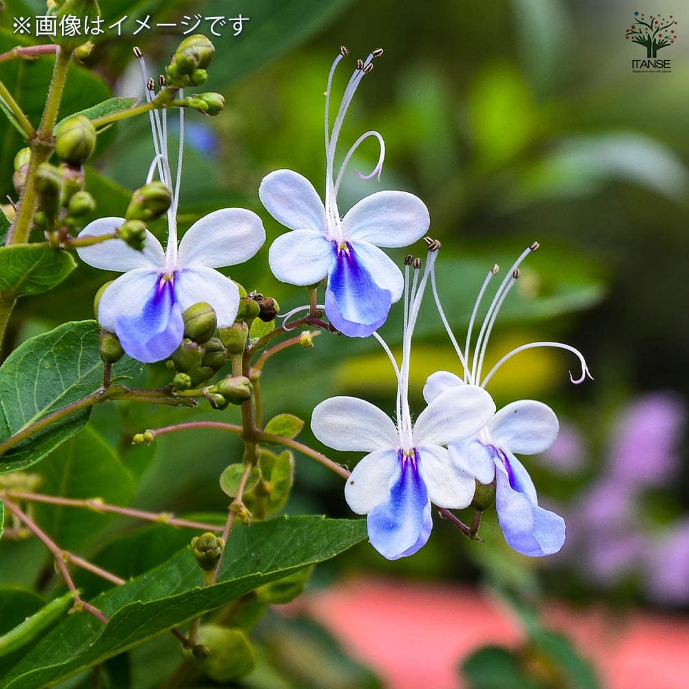 クレロデンドルム　ブルーウイング苗木　mamipon クレロデンドルム ブルーウィング 2個～【花木苗 3.5号ポット