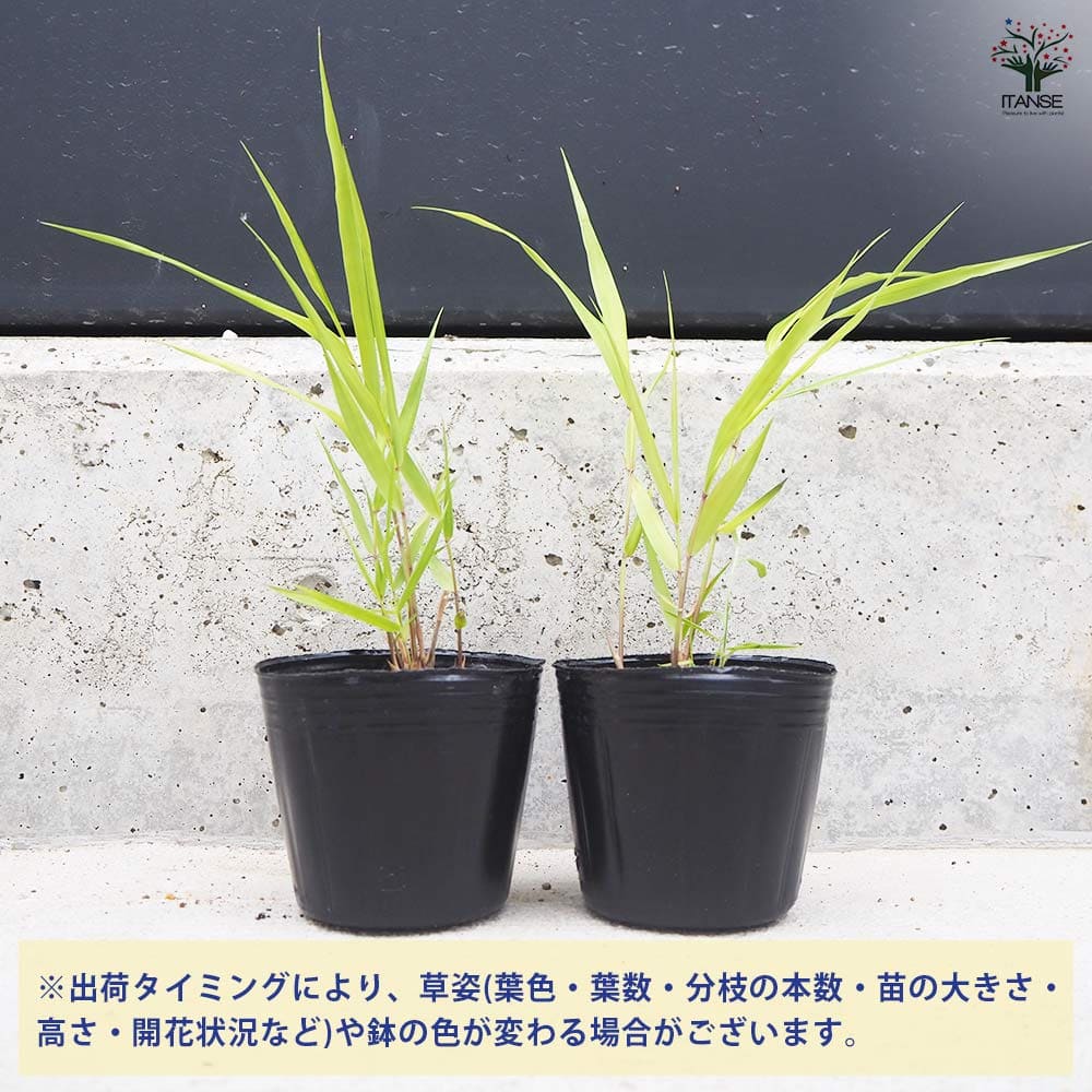 風知草(フウチソウ) 黄金 小 【花苗 3号ポット】｜ 【植物の