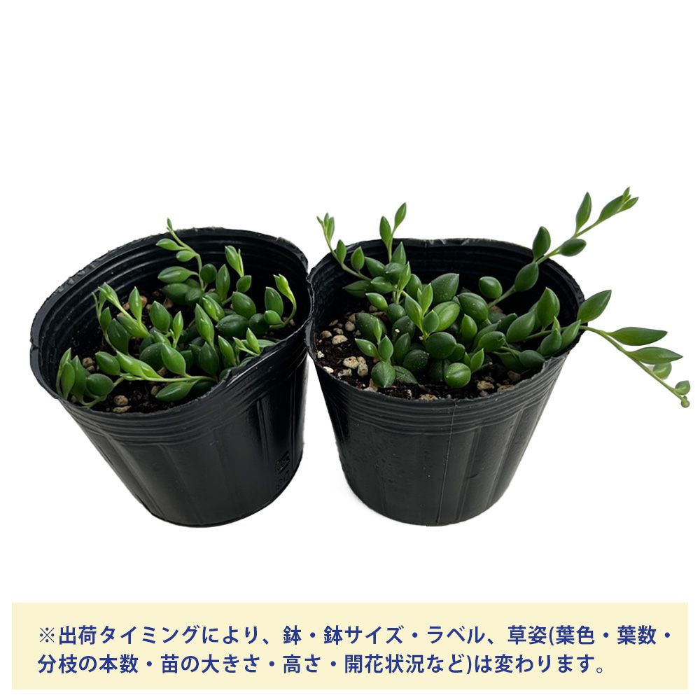 多肉植物 グリーンネックレス 【多肉植物 3号ポット】｜ 【植物の