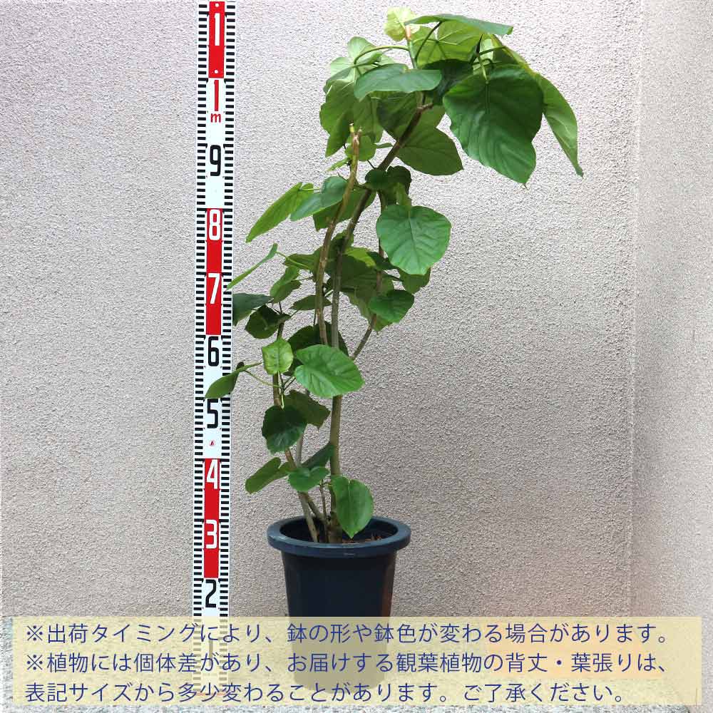 フィカス ウンベラータ ゴムの木の仲間【中型 観葉植物 8号鉢／1