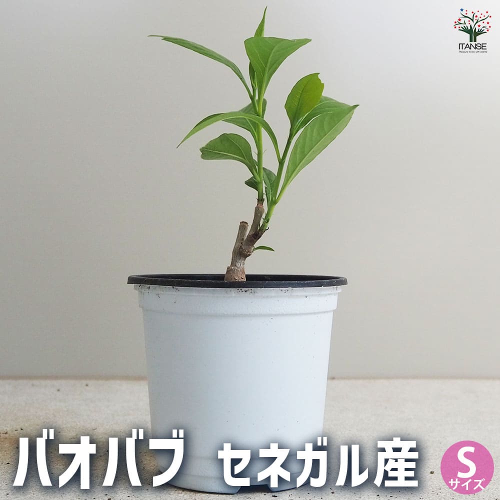 バオバブ セネガル産 Sサイズ 【観葉植物 Sサイズポット】｜ 【植物の