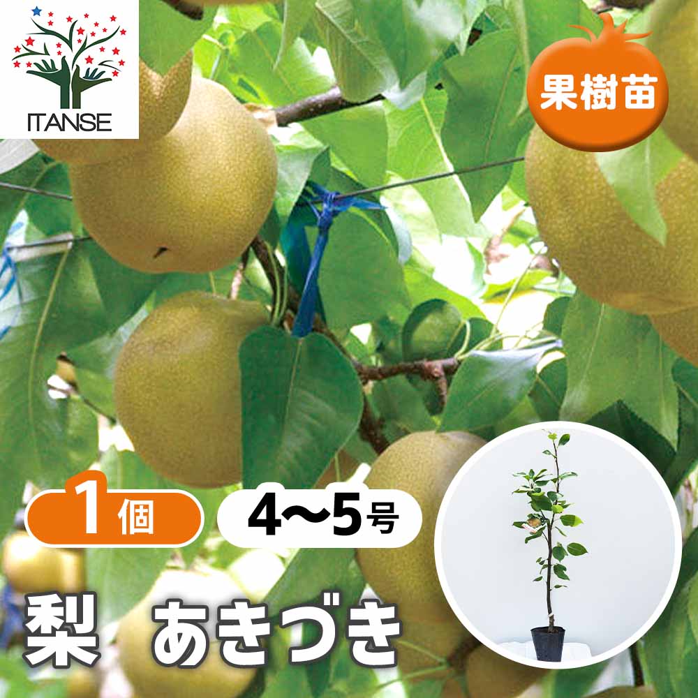 梨の苗木 あきづき【果樹苗／4～5号／接木／1個】