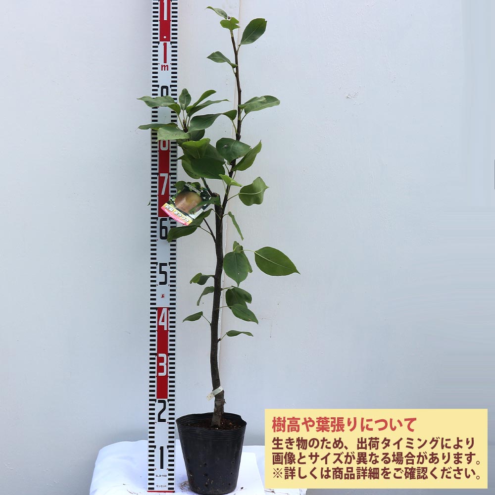 梨の苗木 あきづき【果樹苗／4～5号／接木／1個】