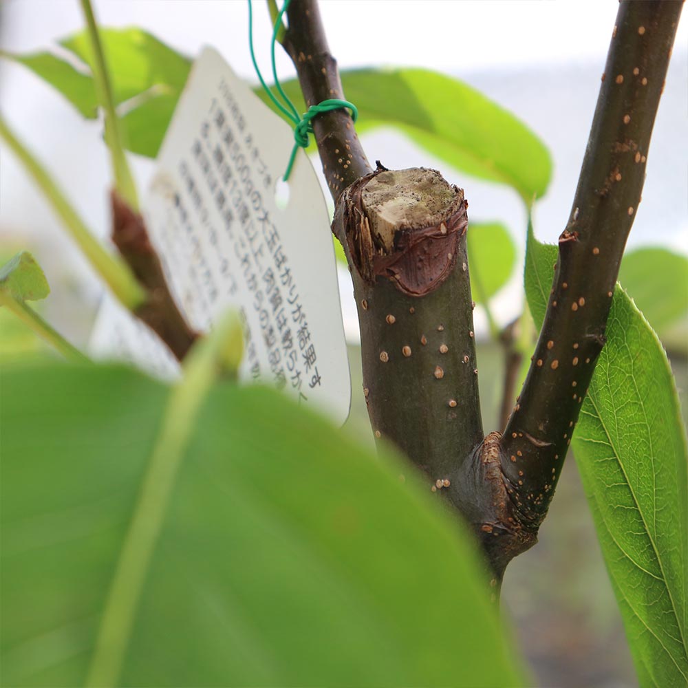 梨の苗木 あきづき【果樹苗／15cmポット接木苗／1個】｜ 【植物の