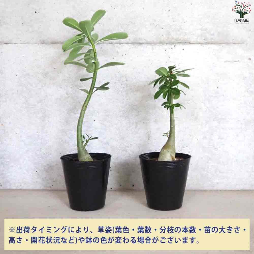 レア⁄ブラックスキン⁄ドワーフ 】アデニウム アラビカム ガラメーA12鉢植え