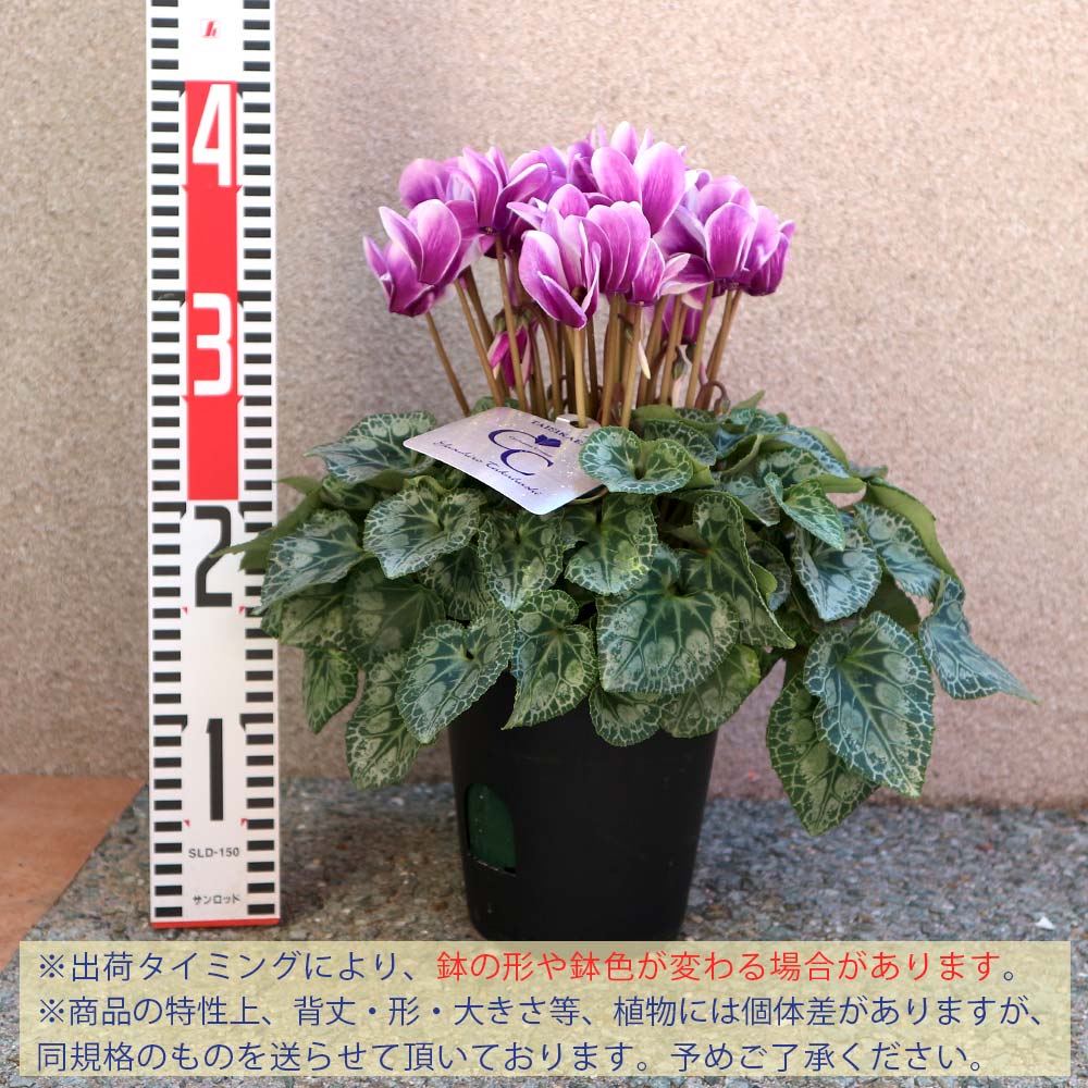 ブルーシクラメン 胡蝶 【開花株 5号 底面給水鉢／1個売り】