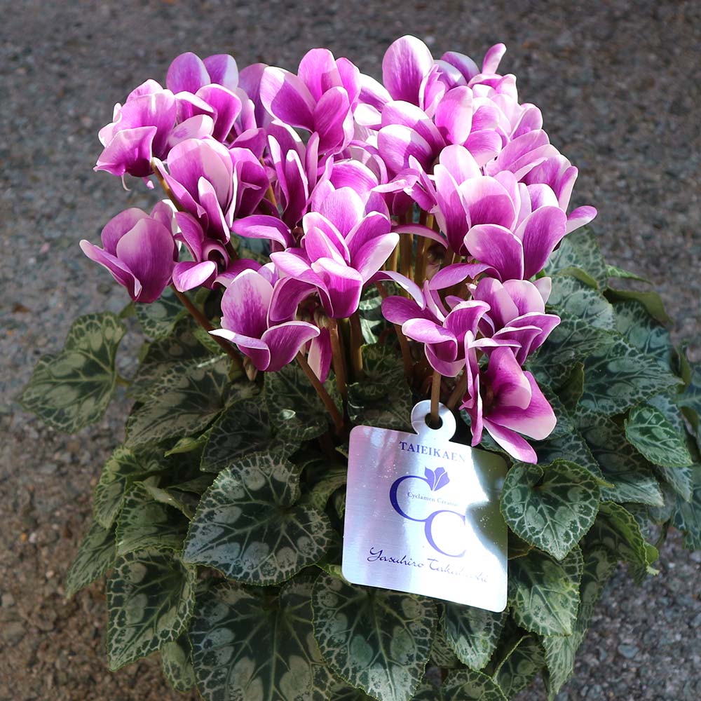 ブルーシクラメン 胡蝶 【開花株 5号 底面給水鉢／1個売り】｜ 【植物