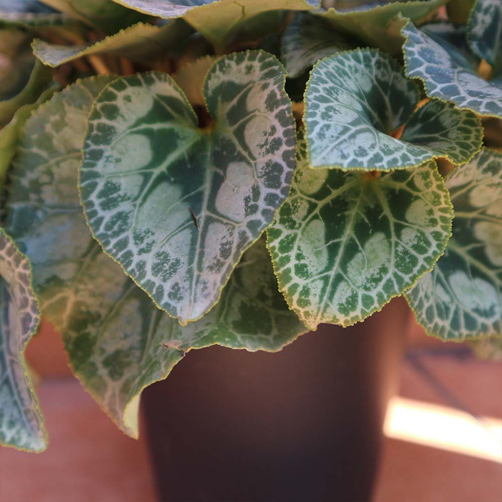 ブルーシクラメン 胡蝶 【開花株 5号 底面給水鉢／1個売り】