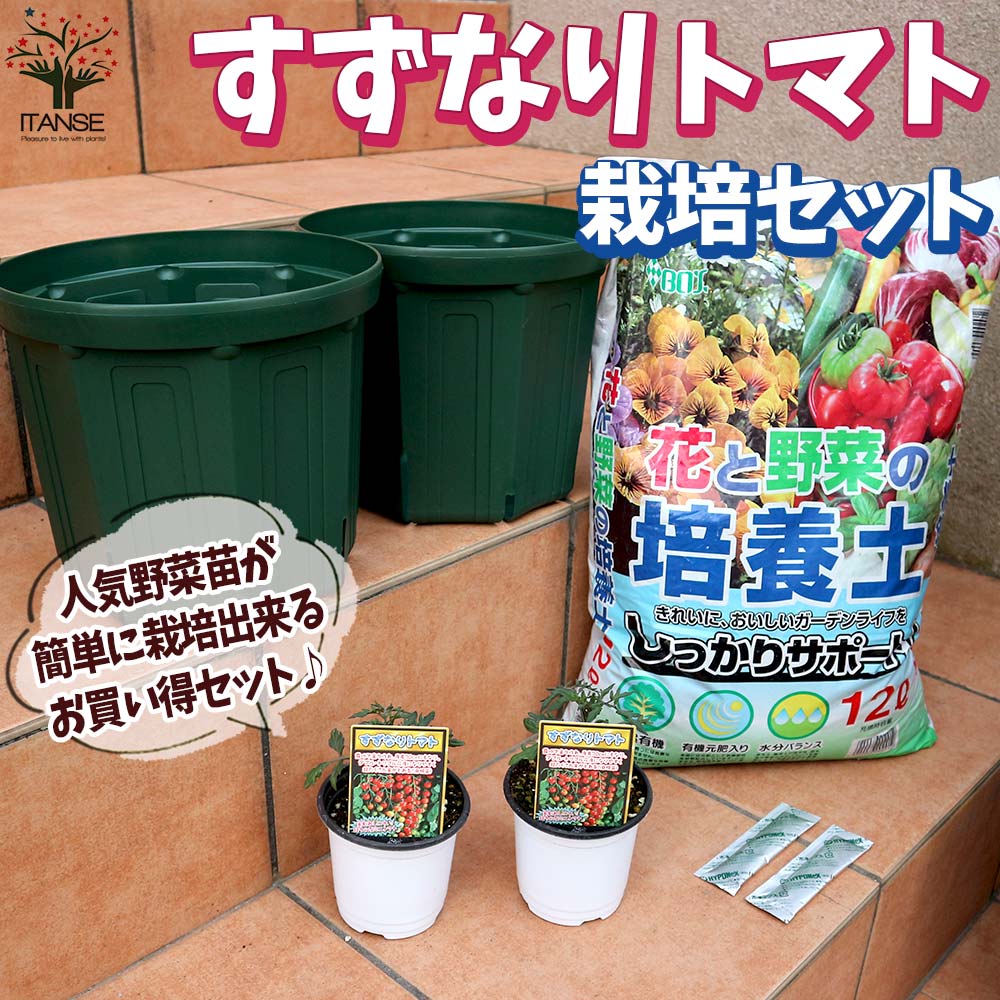 栽培セット すずなりトマト【野菜の苗 9cm～10.5cmポット苗／お買い得2個セット】