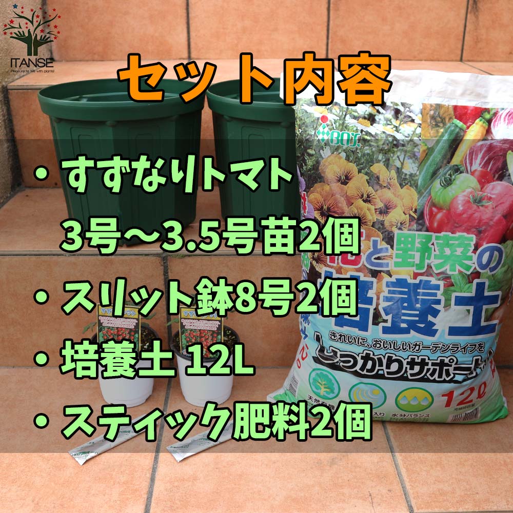 栽培セット すずなりトマト【野菜の苗 9cm～10.5cmポット苗／お買い得2個セット】