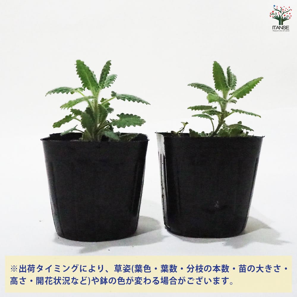 キャットミント ラベンダー 【ハーブの苗 9cmポット】