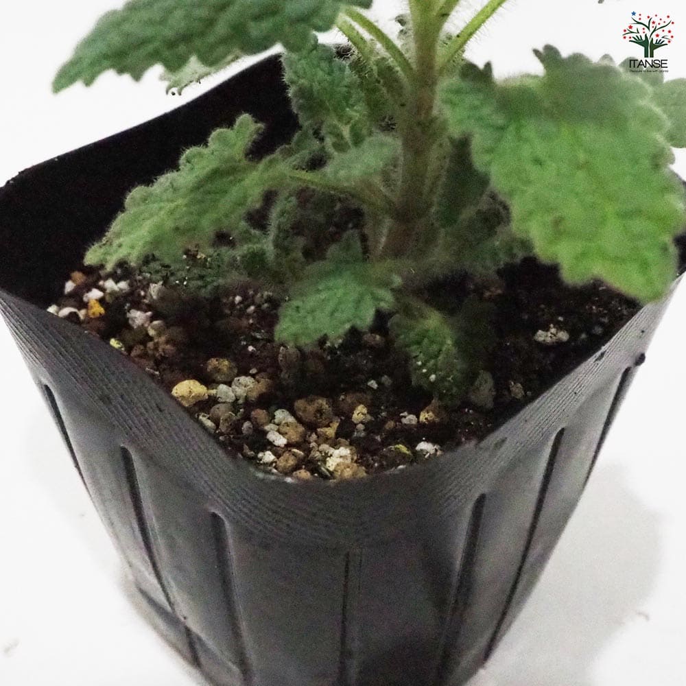 キャットミント ラベンダー 【ハーブの苗 9cmポット】