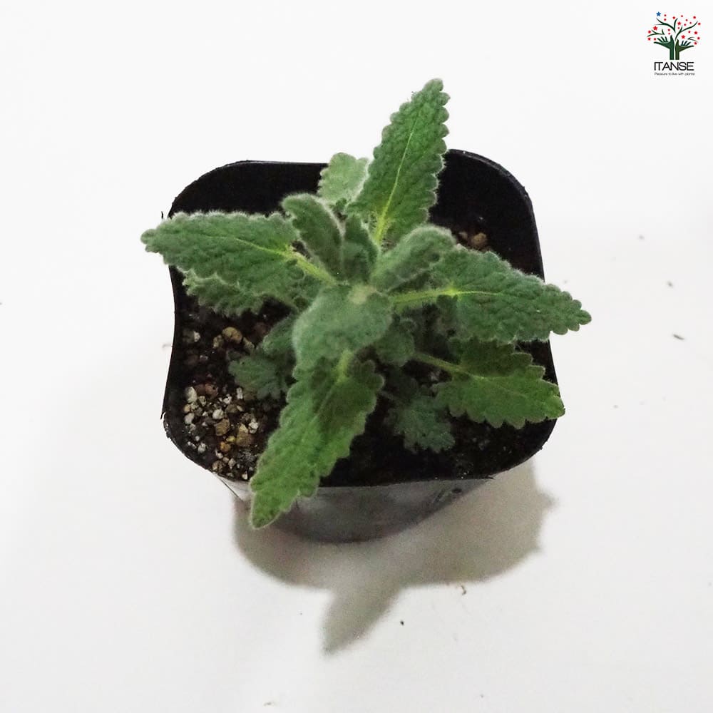 キャットミント ラベンダー 【ハーブの苗 9cmポット】