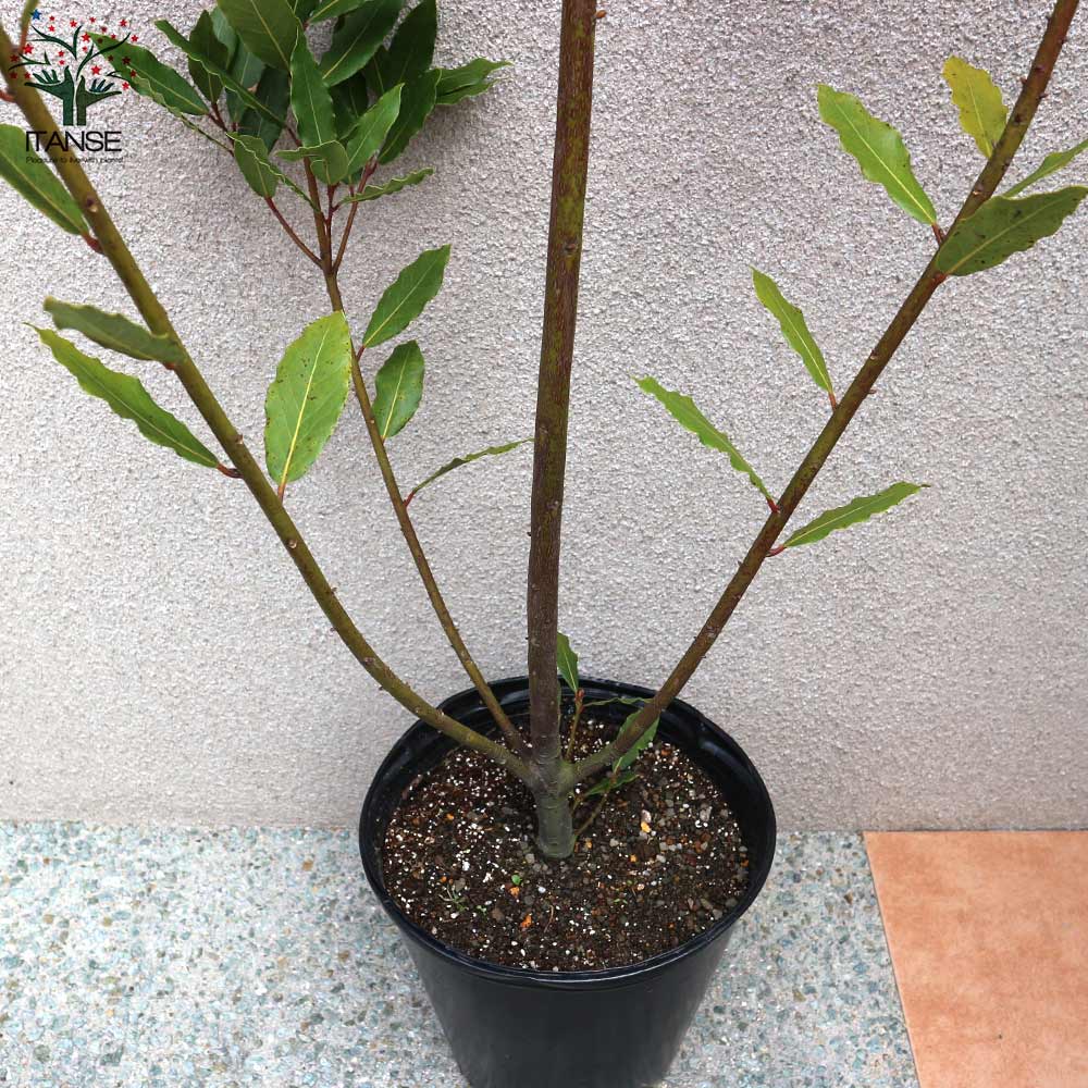 月桂樹 (ゲッケイジュ) ローリエ ポット苗なので年中植付け可能