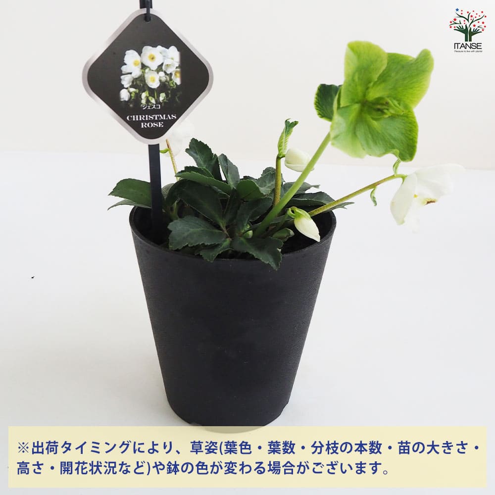 クリスマスローズ ジェスコ 【花苗 5号鉢／1個売り】｜ 【植物の
