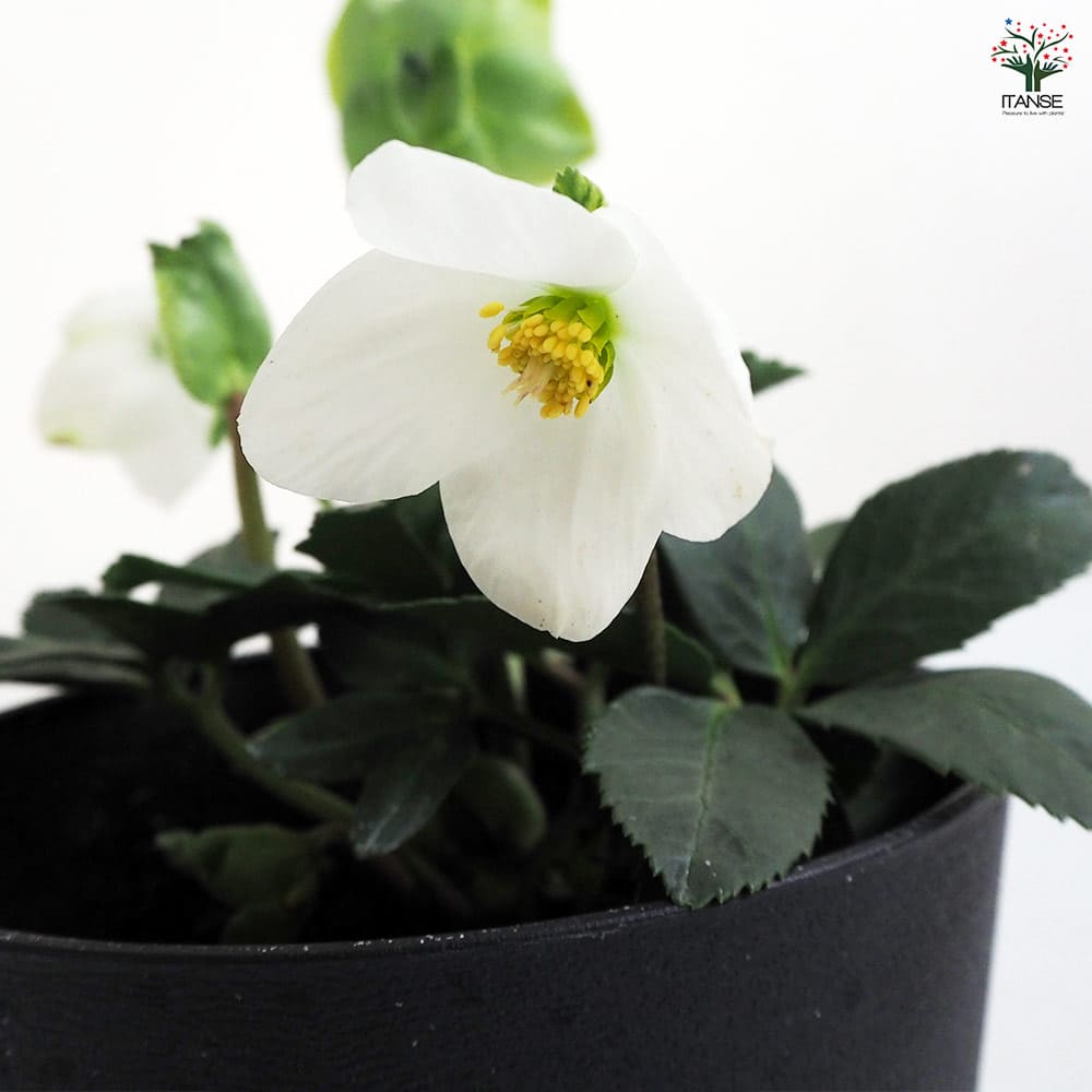 クリスマスローズ ジェスコ 【花苗 5号鉢／1個売り】｜ 【植物の