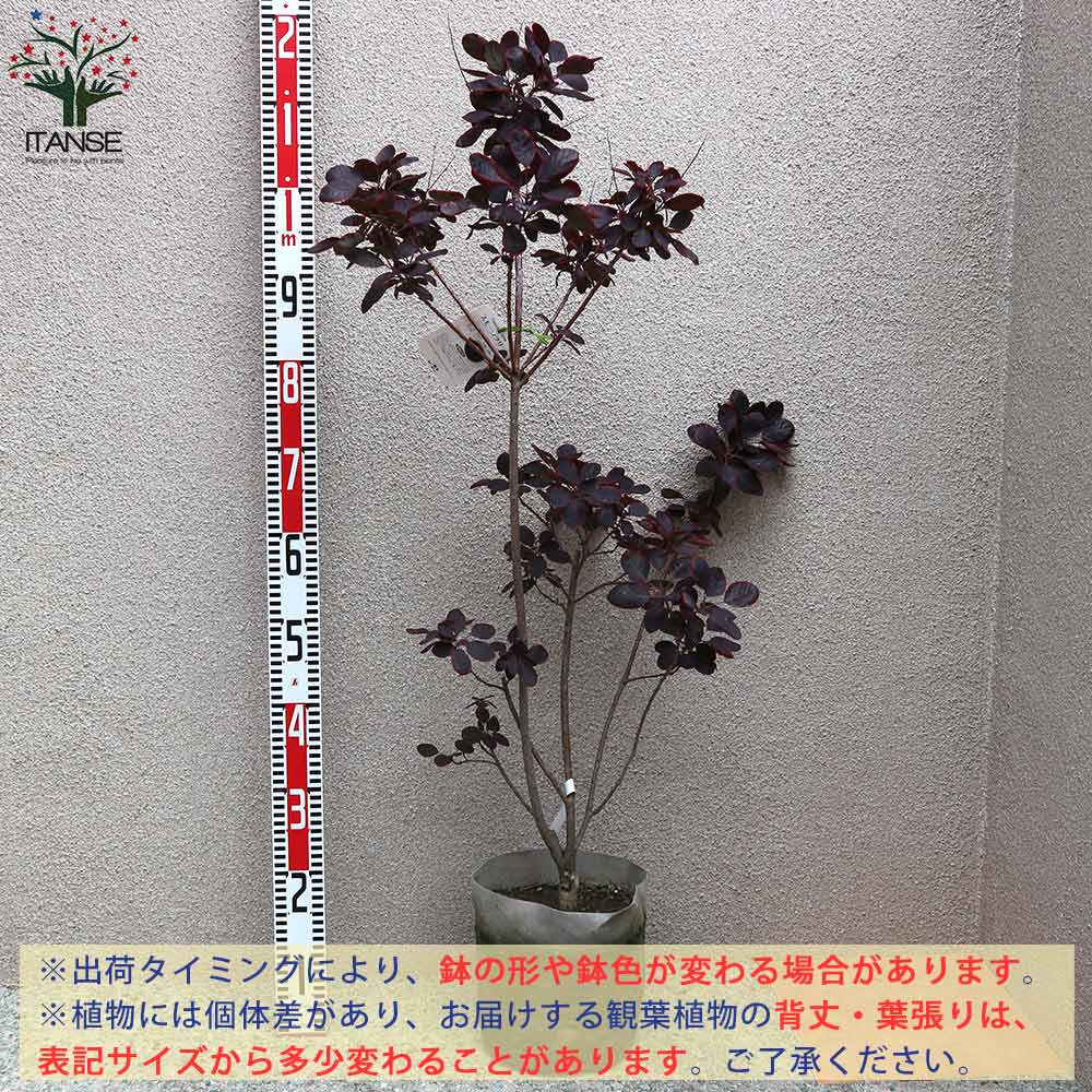 Itanse良品ｾﾚｸﾄ通販