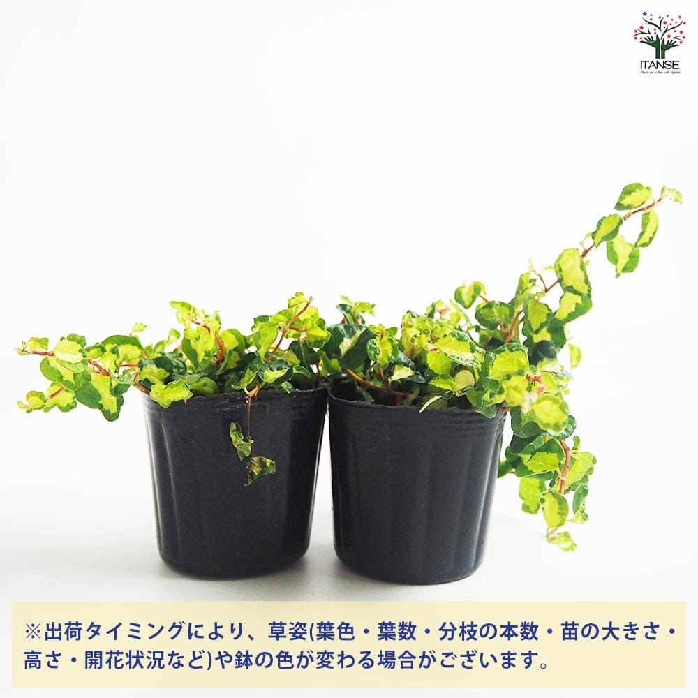 観葉植物 フィカス プミラ 月夜の光 【観葉植物 3号】｜ 【植物の