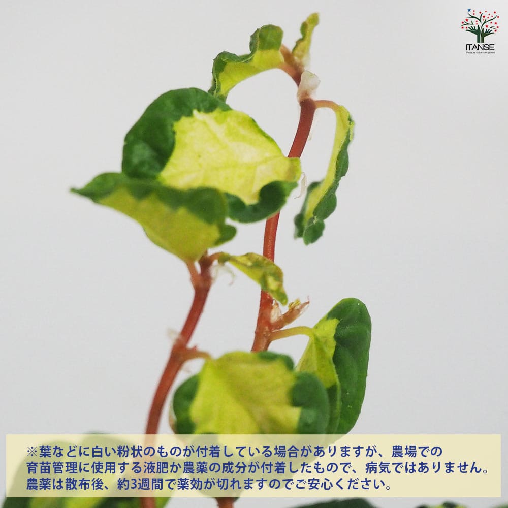 観葉植物 フィカス プミラ 月夜の光 【観葉植物 3号】