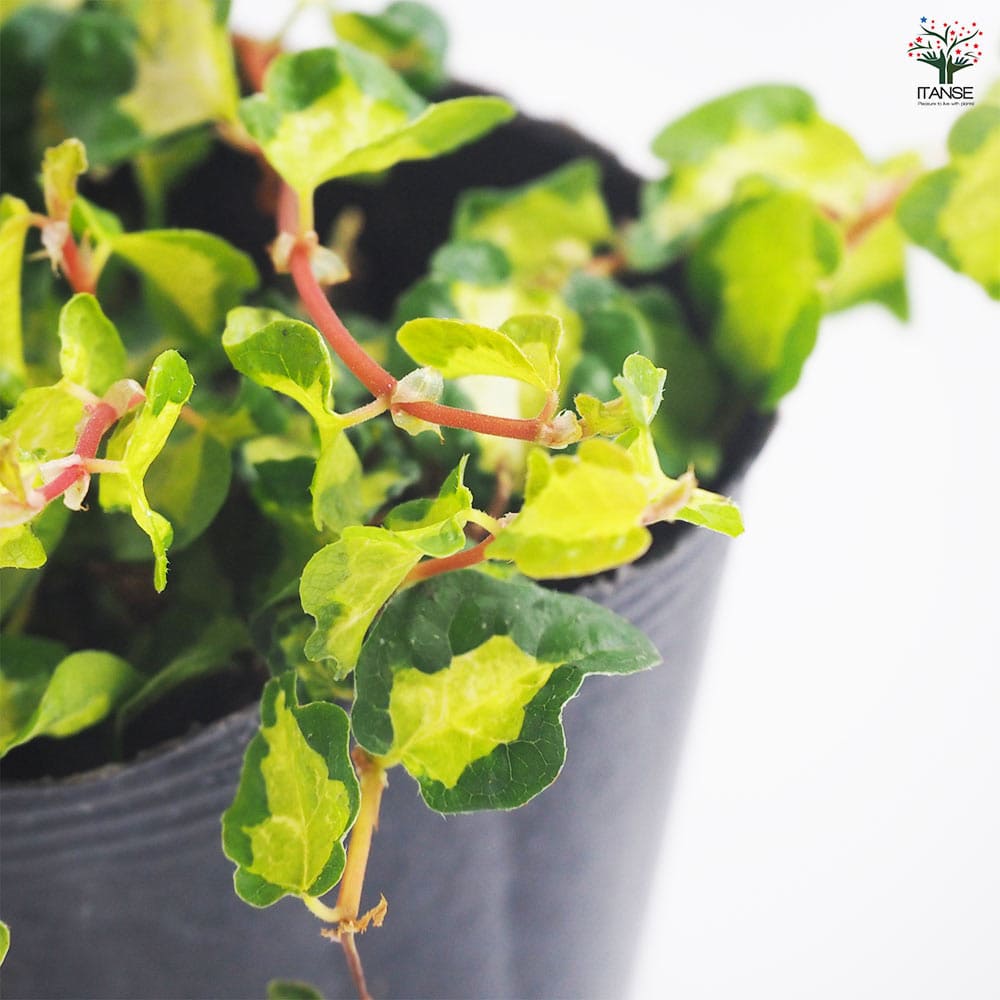 観葉植物 フィカス プミラ 月夜の光 【観葉植物 3号】｜ 【植物の