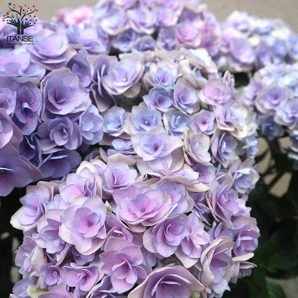 Itanse良品ｾﾚｸﾄ通販