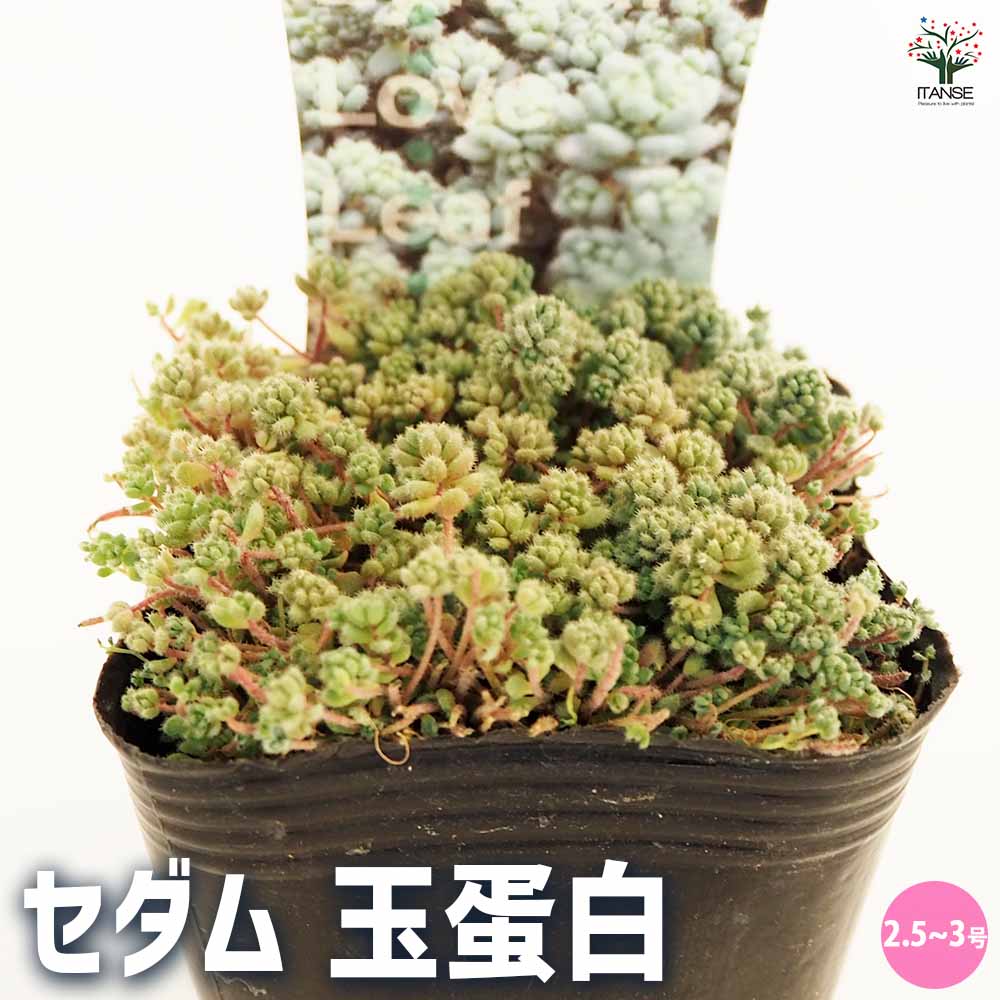 セダム 玉蛋白 【多肉植物 2.5～3号】｜ 【植物のITANSE】全品