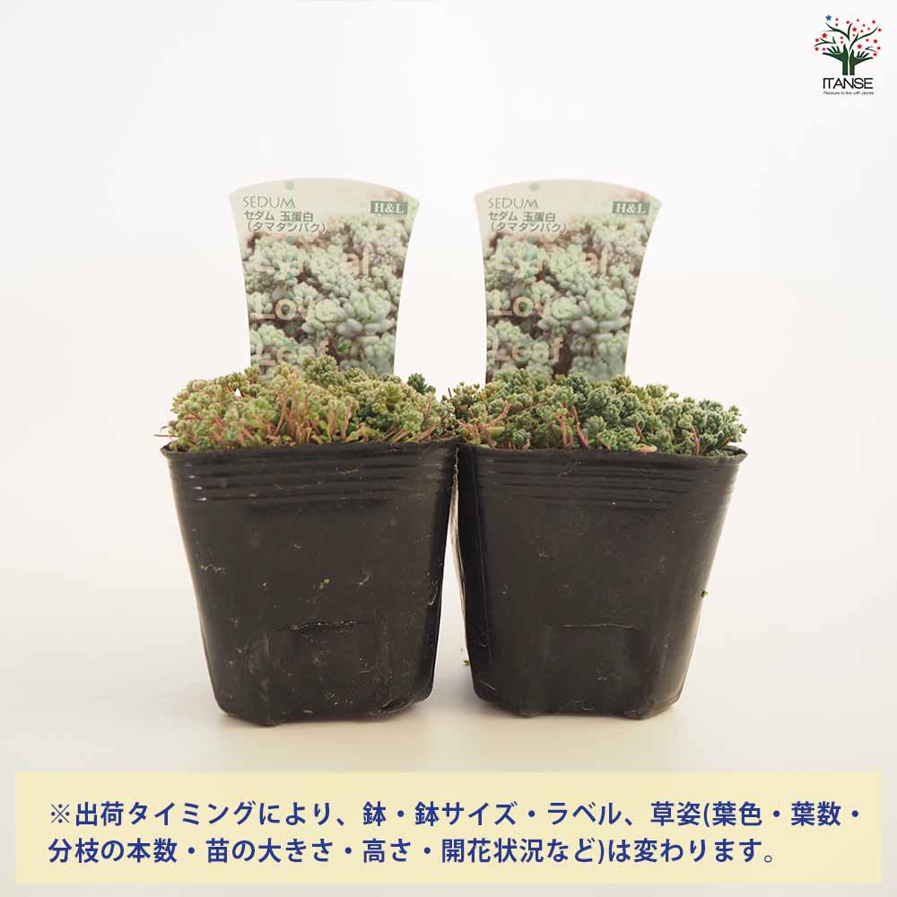 セダム 玉蛋白 【多肉植物 2.5～3号】｜ 【植物のITANSE】全品