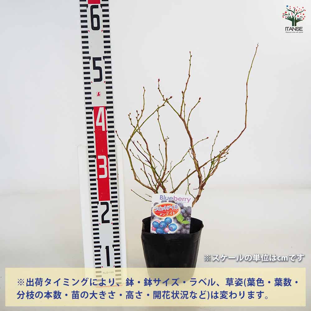 ブルーベリー メンデイト 【果樹の苗木 5号／1個売り】