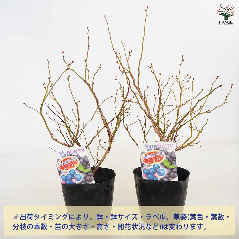 ブルーベリー メンデイト 【果樹の苗木 5号／1個売り】