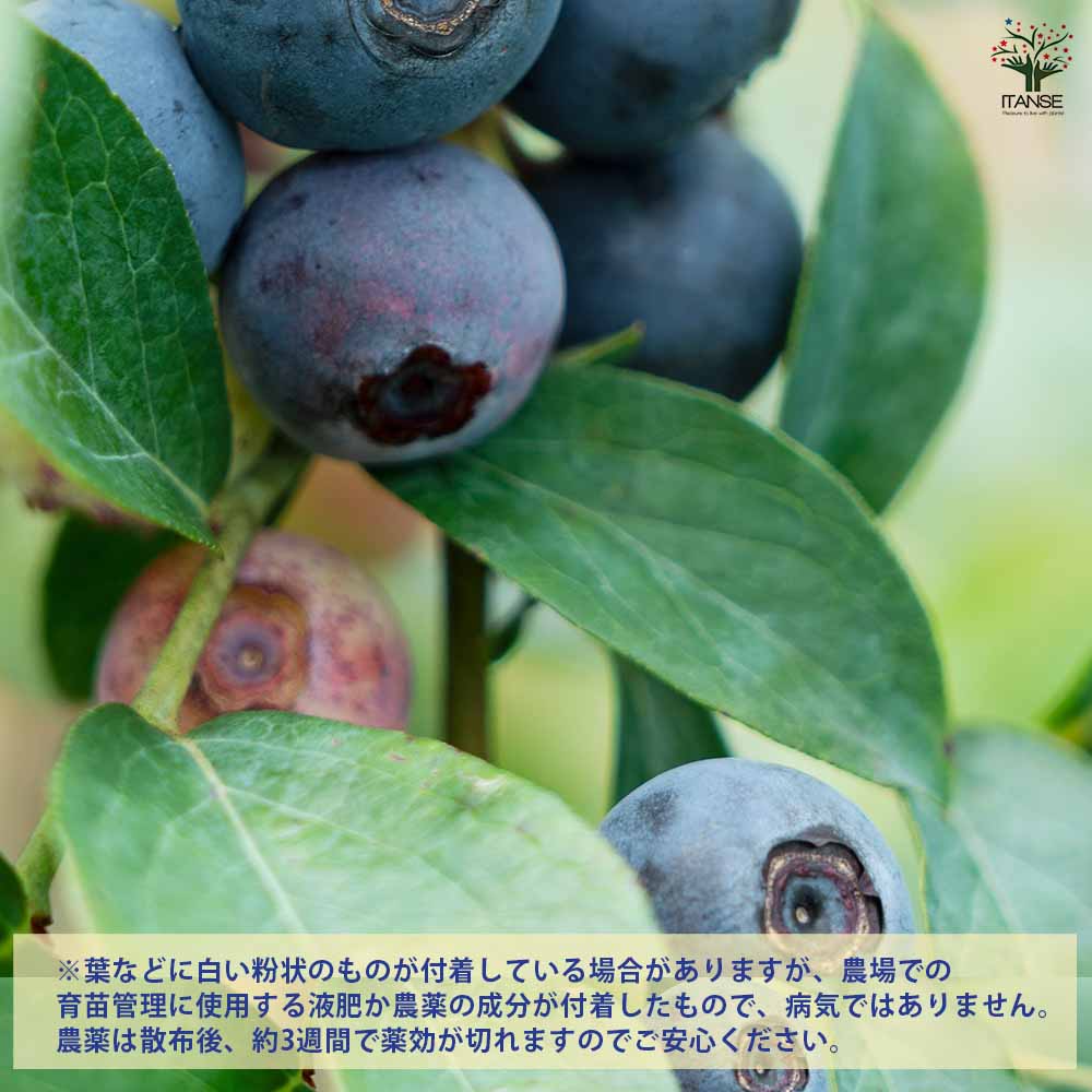 ブルーベリー メンデイト 【果樹の苗木 5号／1個売り】