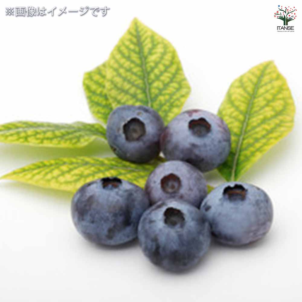 ブルーベリー メンデイト 【果樹の苗木 5号／1個売り】