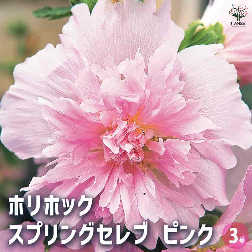ホリホック スプリングセレブ ピンク 【花苗 3号】｜ 【植物の