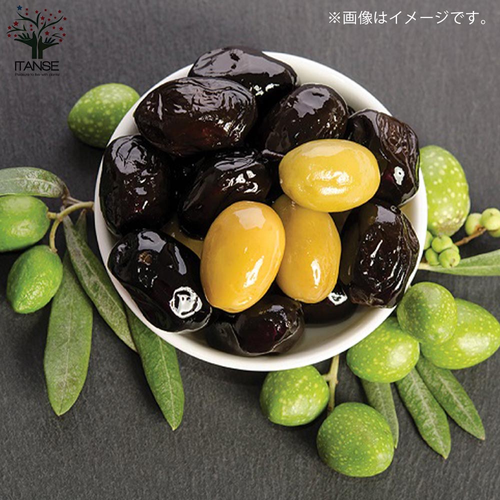 オリーブの苗木 ルッカ【果樹の苗木 9号ポット大苗 挿し木苗／1個売り