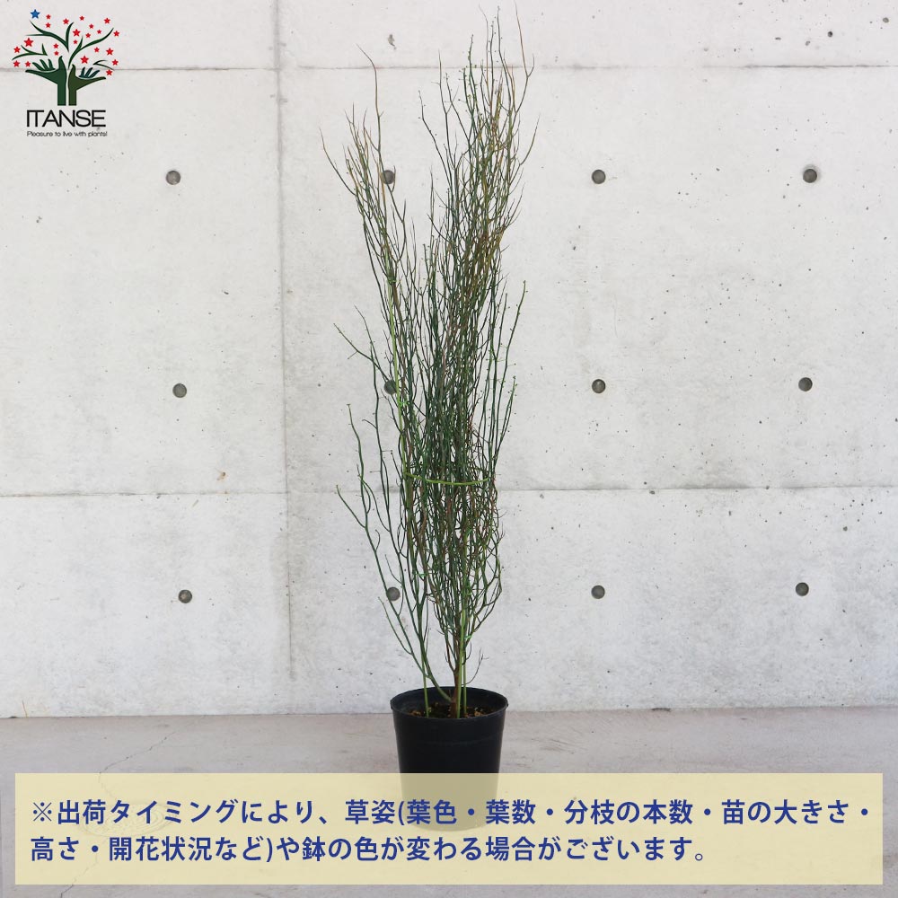 アカシア・スピニーワトル(スピネセンス) 【庭木 7号ポット大苗 花木苗