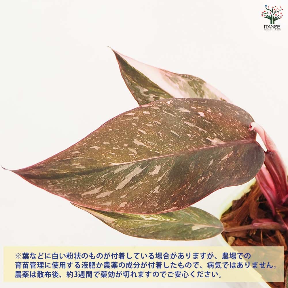 フィロデンドロン ピンクプリンセス ギャラクシー 【観葉植物 2.5号／1