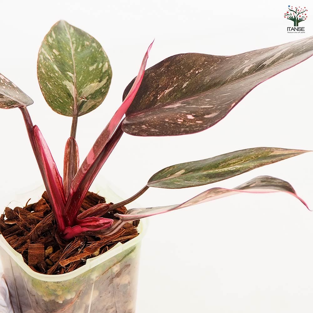 フィロデンドロン ピンクプリンセス ギャラクシー UJ selected フィロデンドロン ピンクプリンセス ギャラクシー UJ selected