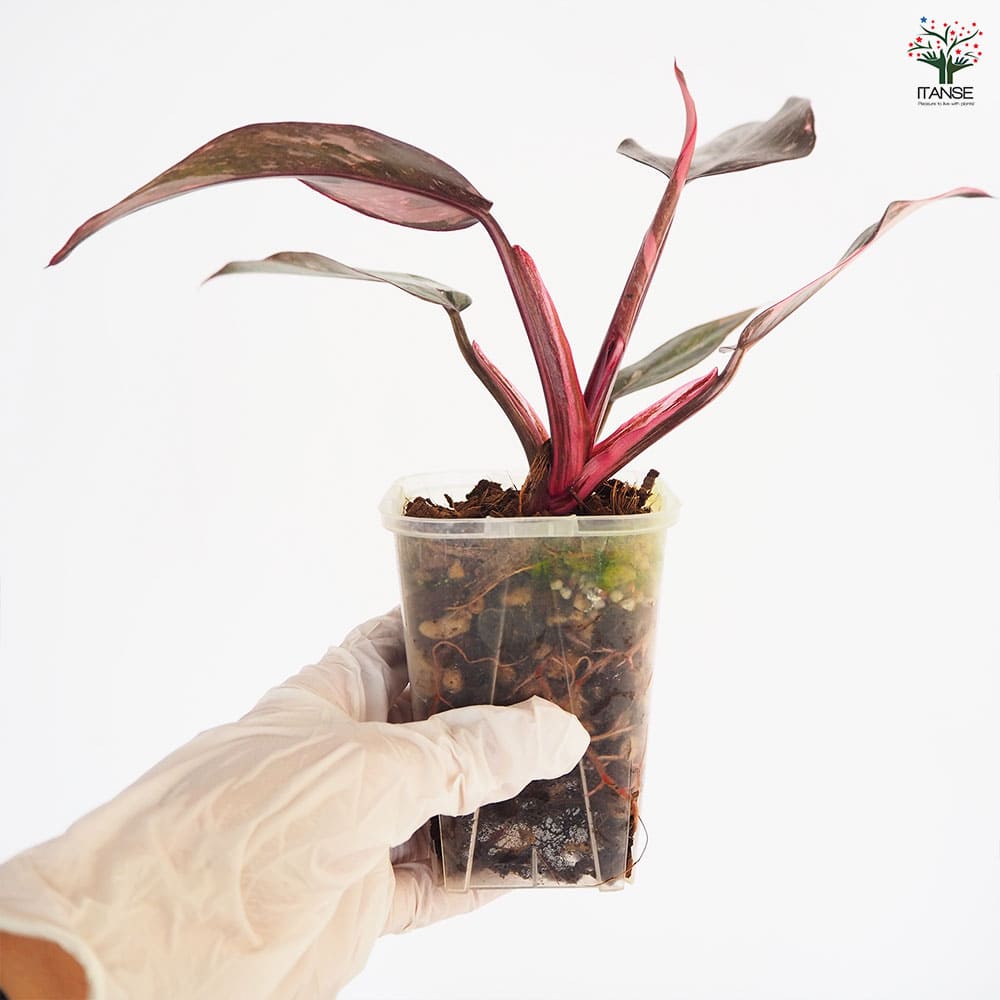 ピンクプリンセスギャラクシー 特大株 登り棒】フィロデンドロン