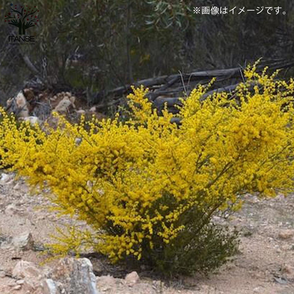 アカシア・スピニーワトル(スピネセンス) 【庭木 7号ポット大苗 花木苗