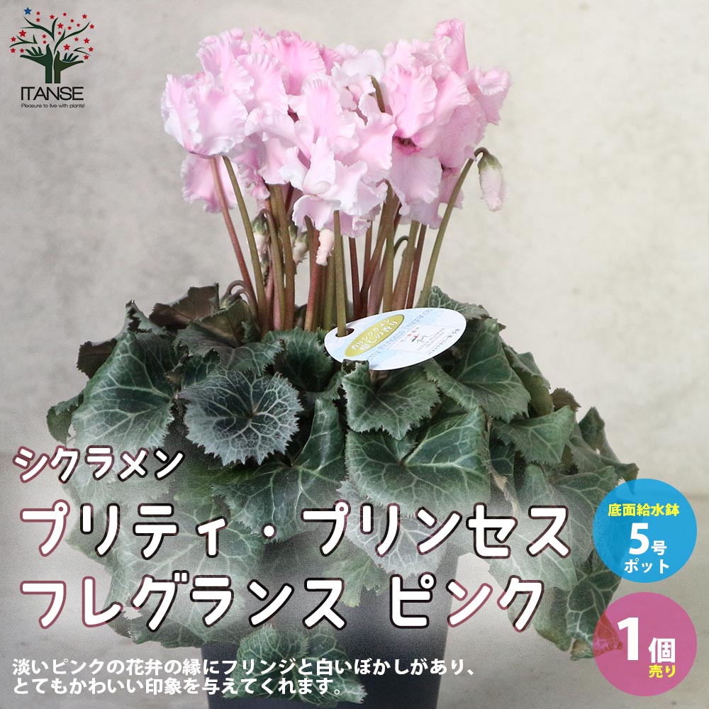 シクラメン・プリティ・プリンセス・フレグランス ピンク【花苗 5号 底面給水鉢 開花株／1個売り】