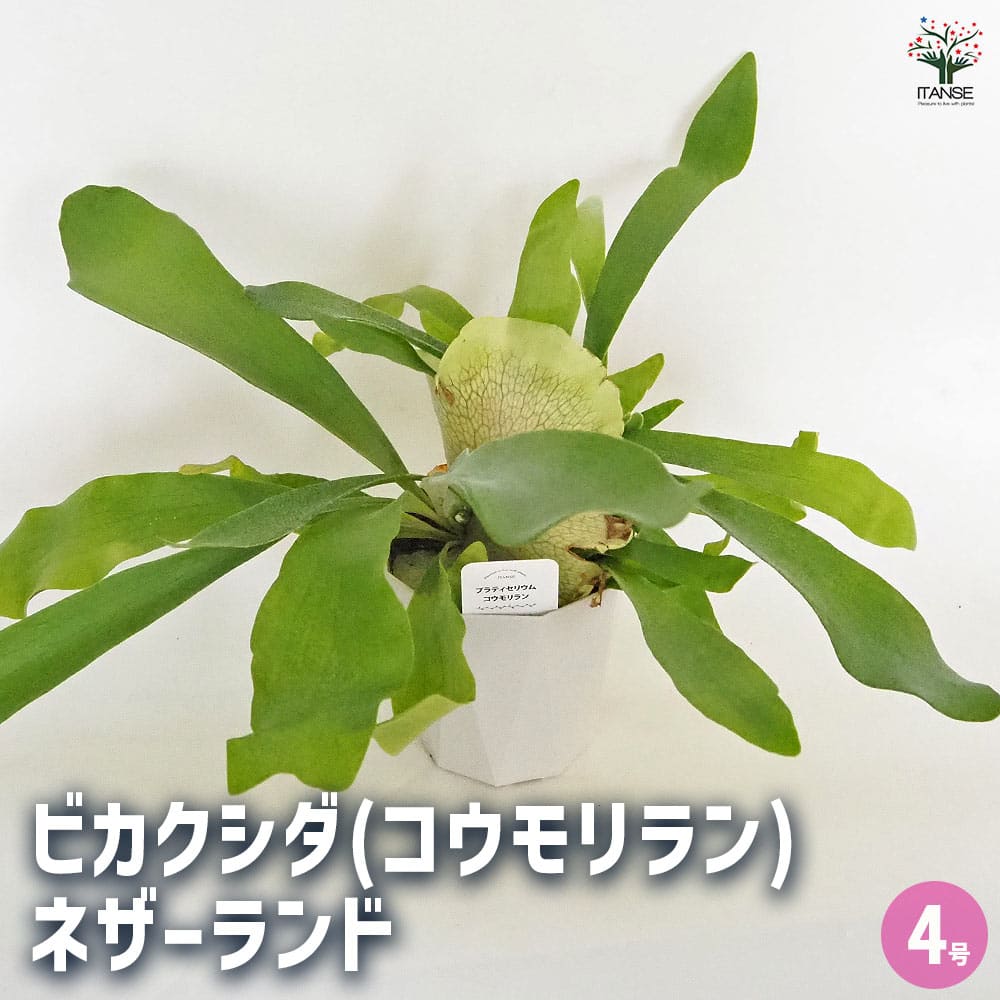 ビカクシダ(コウモリラン) ネザーランド 【観葉植物 4号