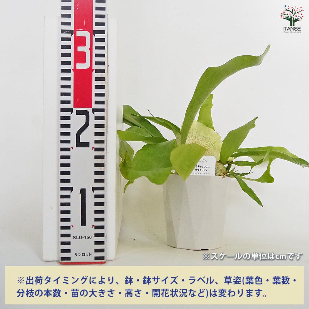ビカクシダ(コウモリラン) ネザーランド 【観葉植物 4号】