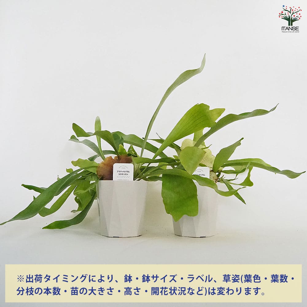 ビカクシダ(コウモリラン) ネザーランド 【観葉植物 4号